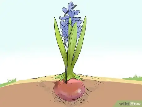 Image titled Prevent Hyacinth Flowers from Flopping Step 9