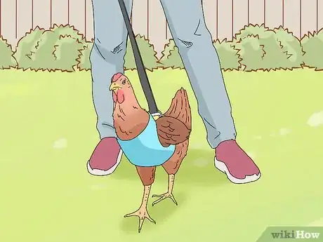 Image titled Make a Chicken Harness Step 11