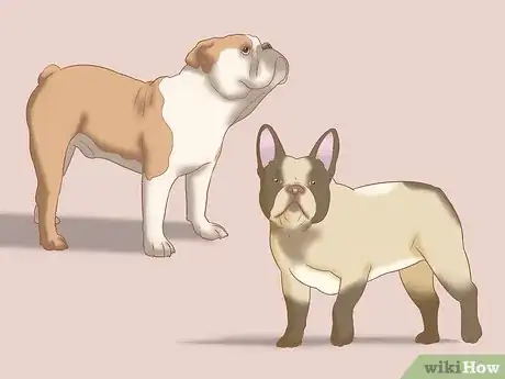 Image titled Identify an English Bulldog Step 1