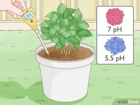 Image titled Plant Hydrangeas Step 13