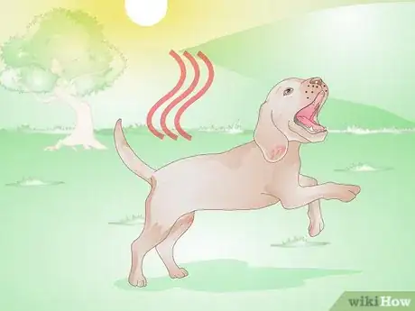 Image titled Get Rid of a Rash on a Dog Step 3