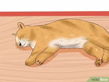 Image titled Treat Anemia in Cats Step 11