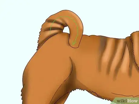 Image titled Identify a Shar‐Pei Step 6