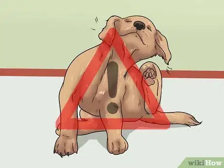 Image titled Stop a Dog's Ear from Bleeding Step 8