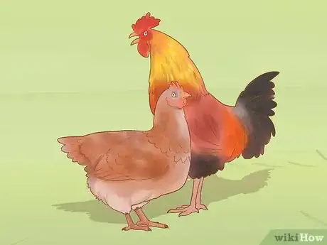 Image titled Help a Pecked Chicken with a Wound Step 11