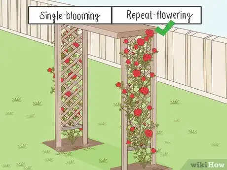 Image titled Prune Roses on a Trellis Step 7