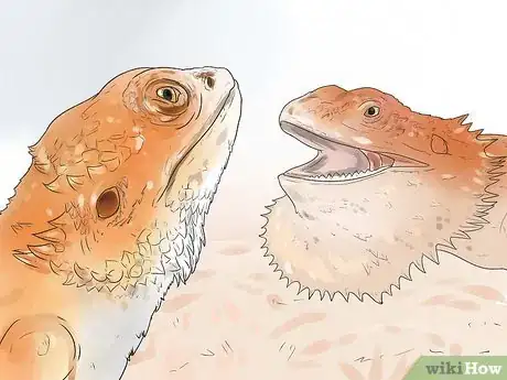 Image titled Breed Bearded Dragons Step 9