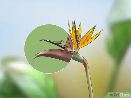 Image titled Prune a Bird of Paradise Plant Step 4