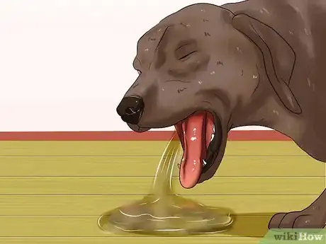 Image titled Determine if a Dog Is Dehydrated Step 9