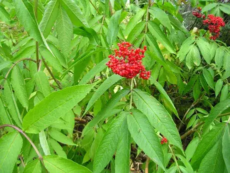 Image titled Sambucus racemosa (Red Elderberry)