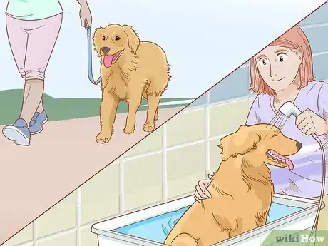 Image titled Care for a Dog Before, During, and After Pregnancy Step 7