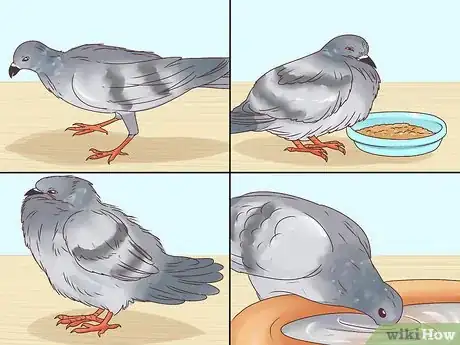 Image titled Treat Trichomiasis in Doves Step 2