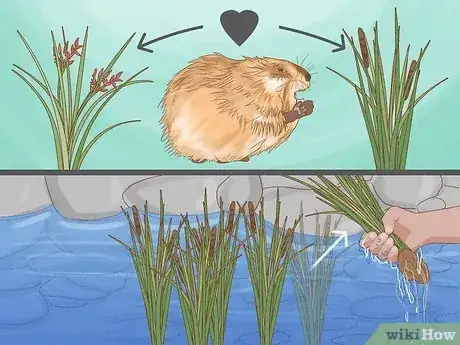 Image titled Get Rid of Muskrats Step 12