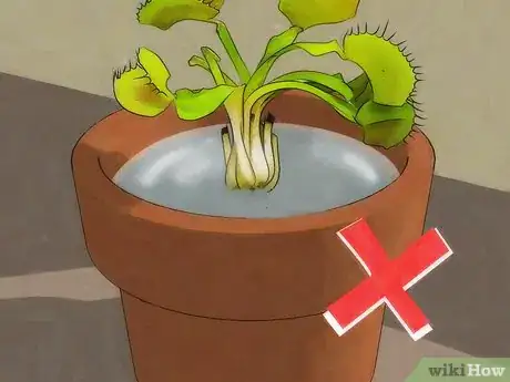 Image titled Choose a Venus Flytrap Step 9