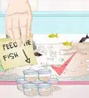 Feed Tropical Fish