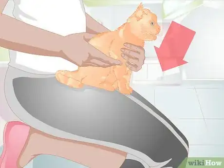 Image titled Clean Gunk from Your Cat's Eyes Step 3