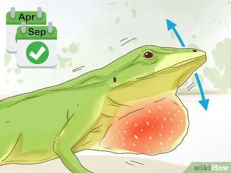 Image titled Determine the Sex of a Green Anole Step 6