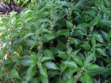 Image titled Parietaria_officinalis