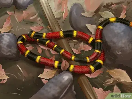 Image titled Tell the Difference Between a King Snake and a Coral Snake Step 6