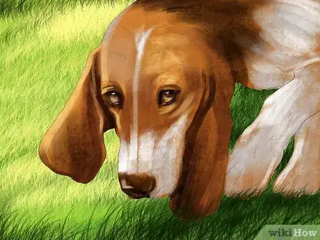 Image titled Identify a Basset Hound Step 1