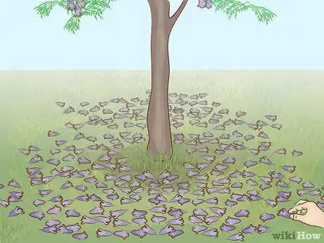 Image titled Grow a Jacaranda Tree Step 11