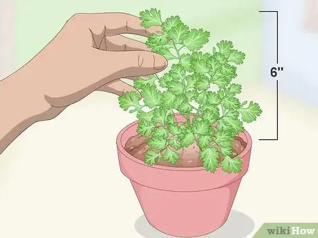 Image titled Prune Cilantro Step 1