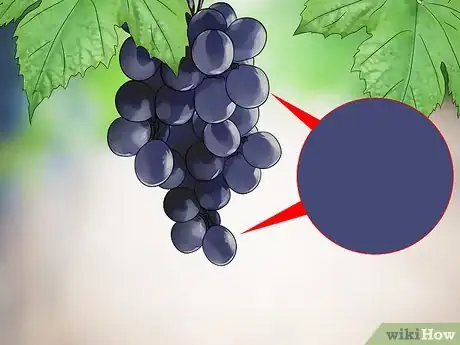 Image titled Harvest Grapes Step 2