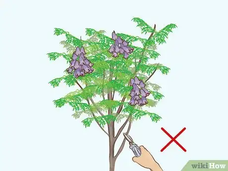 Image titled Grow a Jacaranda Tree Step 10