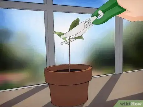 Image titled Grow an Avocado Tree Step 12