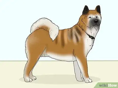 Image titled Identify an Akita Step 10