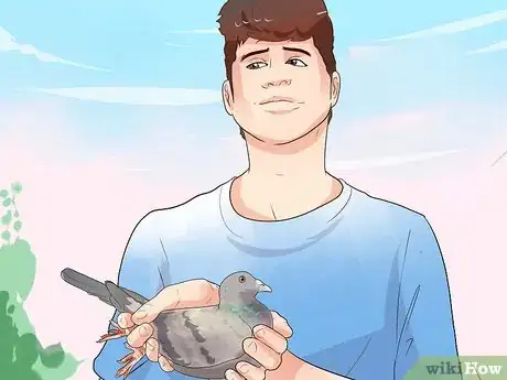 Image titled Keep a Single Pigeon Step 1