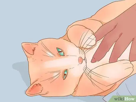 Image titled Put Your Cat on a Diet Step 15