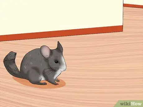 Image titled Potty Train a Chinchilla Step 2