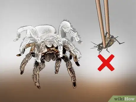 Image titled Care for a Tarantula Step 14