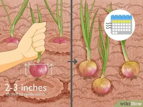 Image titled Grow Onions from Seed Step 14