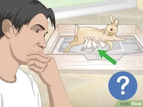 Image titled Determine Whether to Have Your Rabbit Neutered Step 2