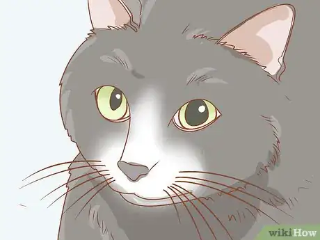 Image titled Treat a Cat with Anisocoria Step 1