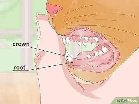 Image titled Treat Your Cat's Dental Problems Step 18