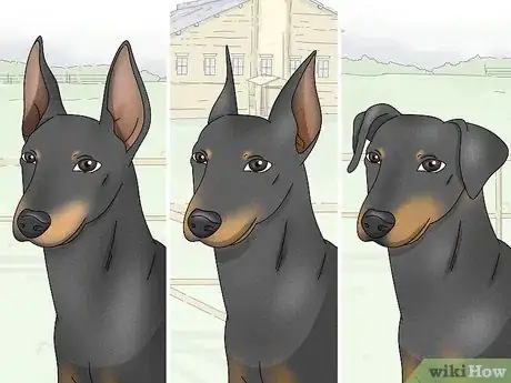 Image titled Identify a Manchester Terrier Step 3