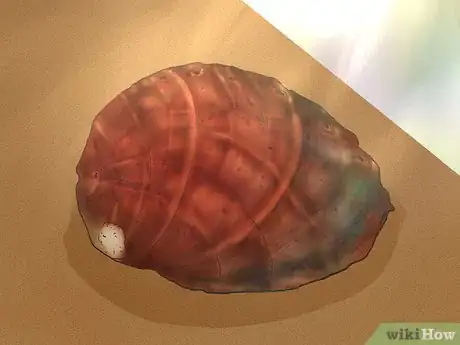 Image titled Clean Abalone Step 9