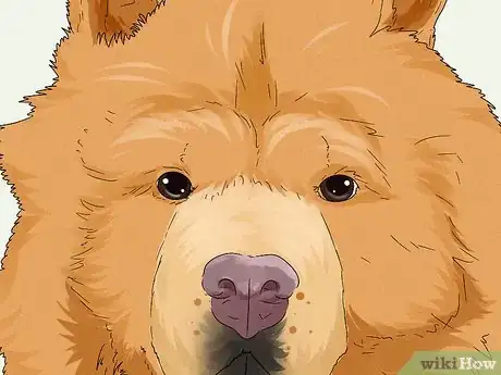 Image titled Identify a Chow Chow Step 4