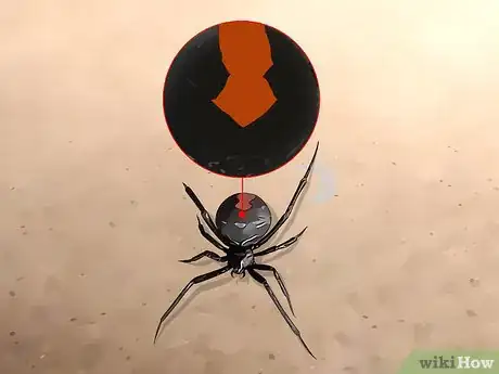 Image titled Identify a Redback Spider Step 2