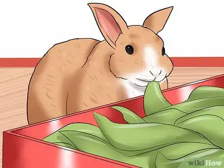 Image titled Prevent Gastrointestinal Stasis in Rabbits Step 11