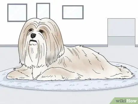 Image titled Identify a Lhasa Apso Step 8