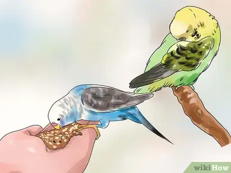 Image titled Stop a Budgie from Biting Step 3