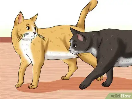 Image titled Help Cats Become Friends Step 7