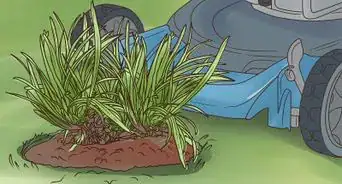 Plant Mondo Grass