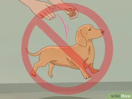 Image titled Hold a Dachshund Properly Step 8