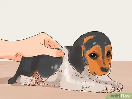 Image titled Give Puppy Shots Step 15