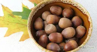 Dry Acorns for Crafts